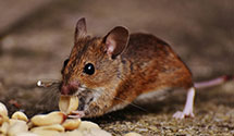 24 Hour & Emergency Exterminators in Belvidere, SD